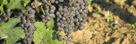 wineyard
